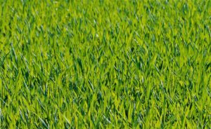 grasses, meadow, green-1088114.jpg